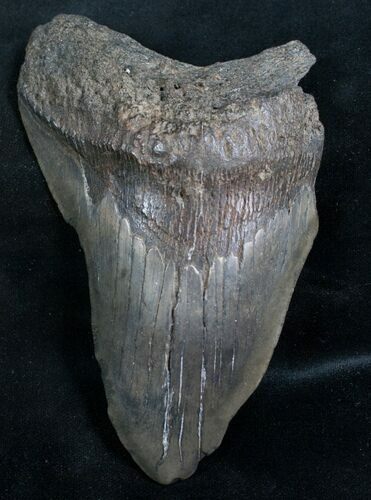 Massive Megalodon Tooth - South Carolina #7477